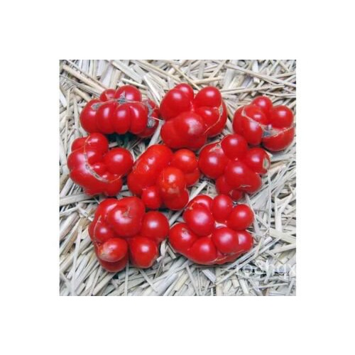 เมล็ด Tomato  (Reisetomate) Seeds 60  :) Unusual. Yum. Healthy. Instructions Inc Xx ข้าวโพด