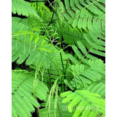 เมล็ด Cha Oum Climbing wattle ( Acacia Pannata)ชะอม-htc8 seeds ข้าวโพด