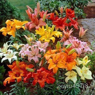 อินทรีย์็ด ใหม่็ด 20 ใหม่ มะระมะระลิลลี มะระลิลลี่ Lily Seeds. Lilies (Lilium spp.) เป็นมะระไม้ ที่แทนสั