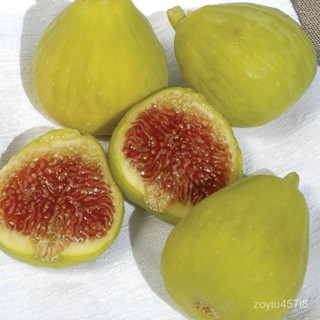 อินทรีย์็ด ใหม่็ด Figs มะระมะเดื่อฝรั่ง ใหม่ Desert King อร่อย หวาน หอมมากๆ มะระสมบูรณ์มาก รากแน่นๆ โตพร้อมให้ลู