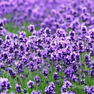 เมล็ด LAVENDER (True English) 500  seeds - Aromatic. Medicinal. Instructions Inc :) ต้นอ่อน