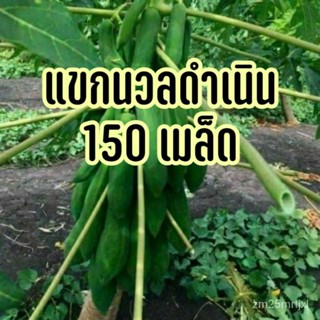 ต้นอ่อนมะละกอ 150+ เมล็ด (3 g) พันธุ์มะละกอแขกนวลดำเนิน #แขกนวล/งอก ต้นอ่อน