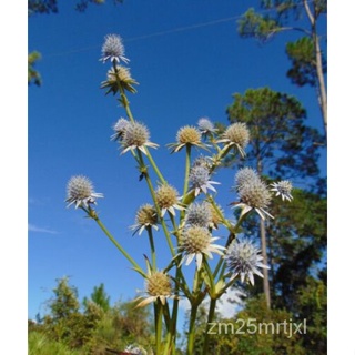 เมล็ด Erygno Marsh Rattlesnake Master Eryngium Aquaticum 20 Seeds ต้นอ่อน