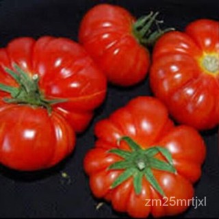 เมล็ด ต้นอ่อนเทศ (สีแดงของ Marmande) หมดเขต! 150เมล็ดมรดกสืบทอด. Ins Inc Xx ต้นอ่อน