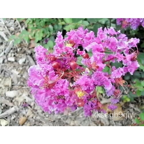 เมล็ด 25 velmas Royal Delight Crepe myrtle seeds-Lagerstroemia indica & #039; velmas Royal ต้นอ่อน