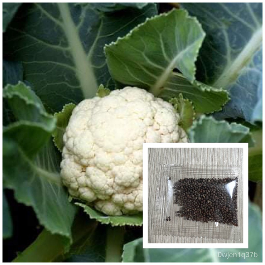 （คุณภาพสูง เมล็ด）บาท กะหล่ำบาท 50 เมล็ด Cauliflower seed บาทแท้ นำเข้าจากต่าง/ง่าย ปลูก สวนครั บาท