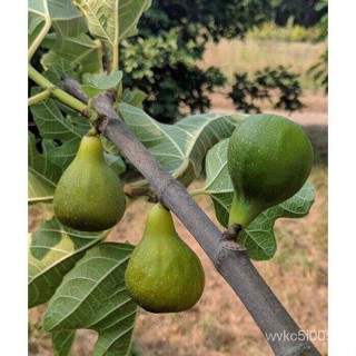 อินทรีย์็ด ใหม่็ด ง่ายมะเดื่อฝรั่ง ใหม่ Desert KingFigs Plant ขนาด 6นิ้ว ลำง่ายสูง 45-50 ซม (ทาบกิ่ง แข็งแรง) ให