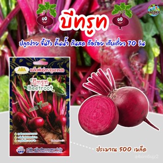 อินทรีย์็ด อินทรีย์็ด อินทรีย์็ดบีทรูท Beetroot ประมาณ500อินทรีย์็ด ตราภูเขาทอง อินทรีย์บีทรูท  บีทรูท อินทรีย์อ ผักบุ้