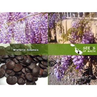 เมล็ด Wisteria sinensis, Wisteria จีน, glicinia, เมล็ด Fuji 5-100 ง่าย