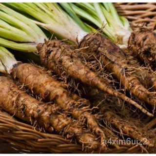 เมล็ด Salsify-Seeds-Non-GMO-Heirloom Seeds-เมล็ดผัก ง่าย