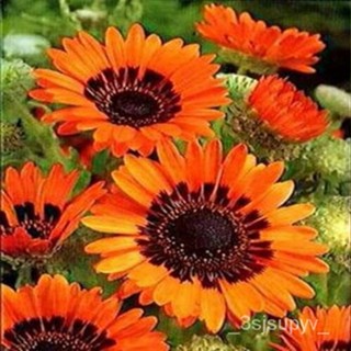 BOGO 50%-สีส้มVenidium-เมล็ด ส่วนลด seeds - 100  1KFY