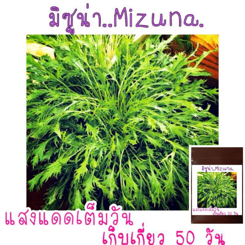 เมล็ด​พันธุ์​ มิซู​น่า​ (MIZUNA) มัสตาร์ด​ญี่ปุ่น​ 50​ เมล็ด​/ง่าย ปลูก สวนครัว เมล็ด/ผักสลัด ง่าย