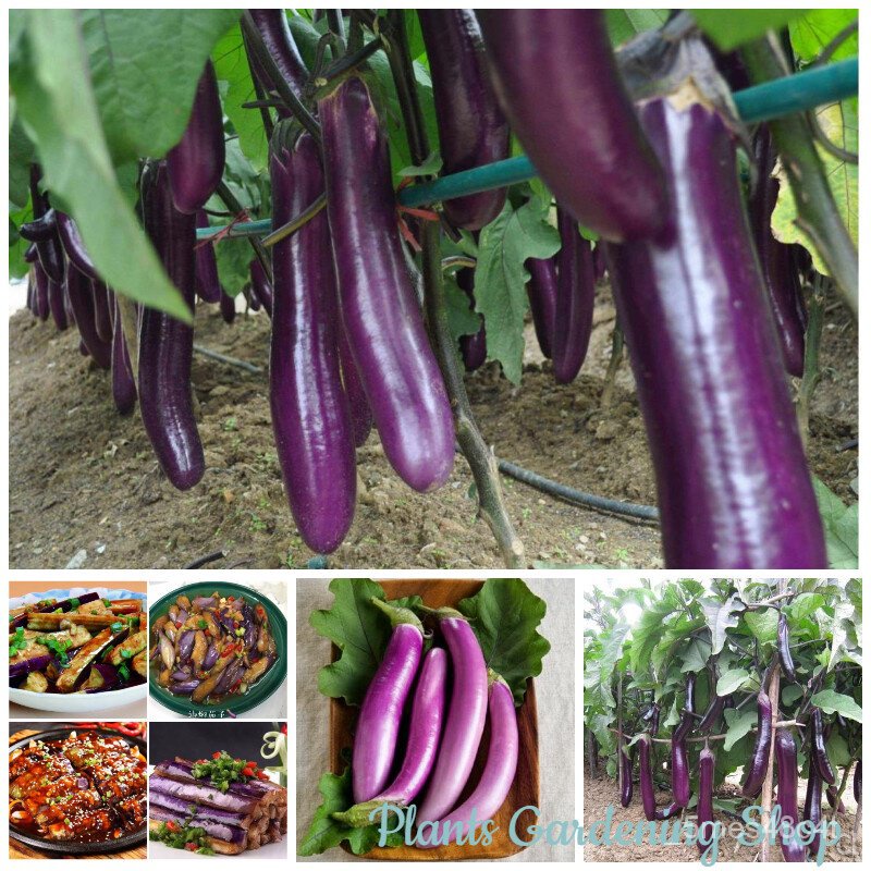 （เมล็ด）การ งอกยาวม่วง 200 เมล็ด Purple Eggplant Seeds Vegetable Seeds เม/งอก ปลูก/งอก  การ