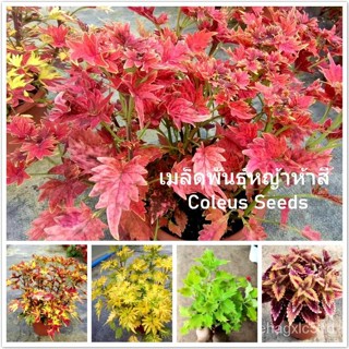 （เมล็ด）การการห้าสี 150 เมล็ด Mixed Color Coleus Seeds Perilla Blumei Flowe/งอก ปลูก/งอก  การ