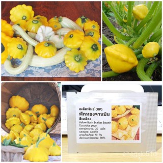 （เมล็ด）การ ฟักทองจานบิน สีเหลือง (Yellow Bush Scallop Squash Seed) บรรจุ 20/งอก ปลูก/งอก  การ