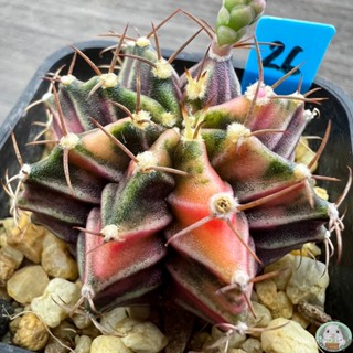 (B26) การยิมโนด่าง คัดพิเศษ ไม้เมล็ด - (gymnocalycium) - แคคตัส/งอก การ