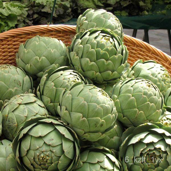 เมล็ด เพาะ ใหม่ อาติโช้ค สีเขียว (Green Globe Artichoke Seed) บรรจุ 25 ใหม่็ด คุณภาพดี ราคาใหม่ ของแ
