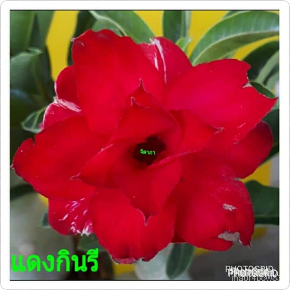 เมล็ด ใหม่็ด 11 ใหม่็ด ใหม่ ชวนชม สายใหม่ไต้หวัน ดอกสีแดง Adenium Seeds กุหลาบทะเลทราย Desert Rose ร