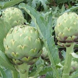 เมล็ด ใหม่ อาติโช้ค สีเขียว (Green Globe Artichoke Seed) บรรจุ 5 ใหม่็ด ใหม่ เพาะ