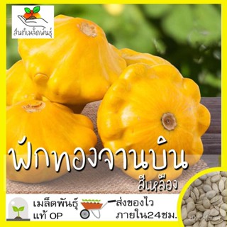 เมล็ด ใหม่ ฟักทองจานบิน สีเหลือง 20 ใหม่็ด Yellow Bush Scallop Squash Seed ใหม่แท้100% นำเข้าจา ถู เพาะ