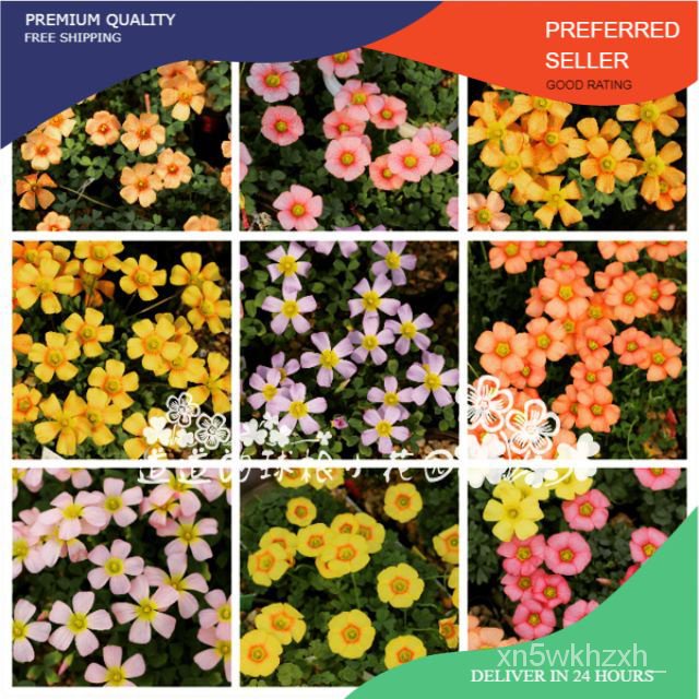 (BUY1ฟรี1หลอด) หลอดไฟออกซาลิส OBTUSA YG BOLEH HIDUP DI CUACA PANAS DAN SEDERHANA PANAS & SUKA BERBUN