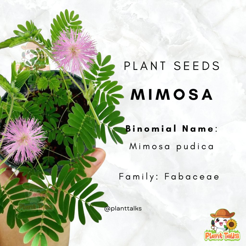 โรงงาน Mimosa/เมล็ด Mimosa/พืชพิเศษ C4BW