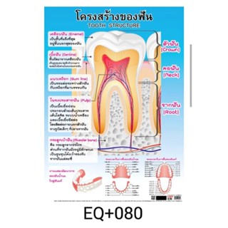 โครงสร้างของฟัน EQ 080 โปสเตอร์สื่อการสอน หุ้มพลาสติก ขนาด 50 * 70 cm