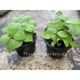korean perilla kkaennip  ต้นใบงาเกาหลี  กระถาง 4นิ้ว  ต้น ย้…