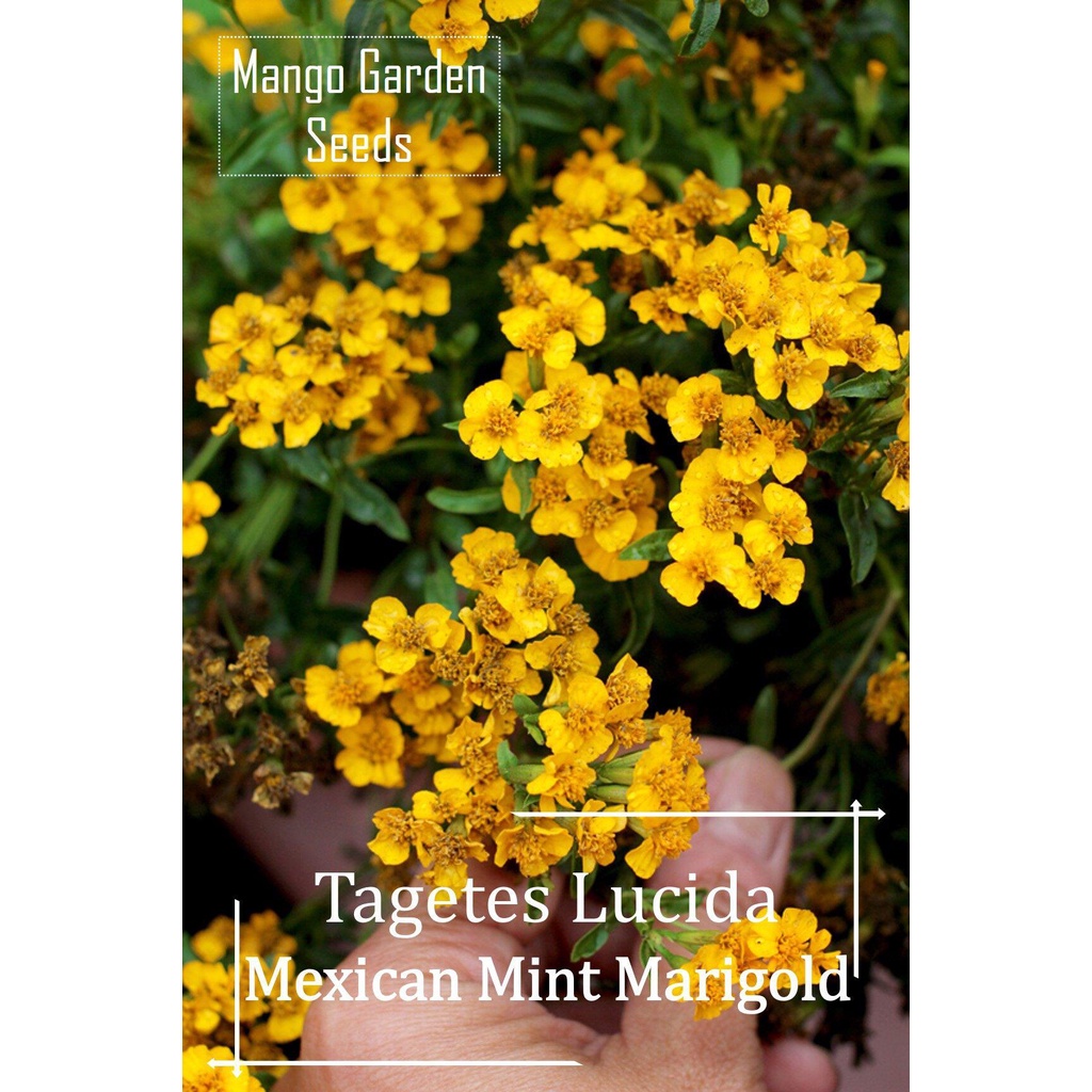 * เมล็ดสมุนไพรดาวเรืองมิ้นท์เม็กซิกัน-50เมล็ด * หม้อที่เป็นมิตร * tagetes Lucida, tarragon ฝรั่งเศส, พืชกระถาง, หอม