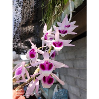 เอื้องสายดอกสวย Den.Superano x Den.anosmum ลูกผสมดอกงามๆ น่าสะสมค่ะ