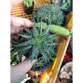 อโลลูกผสม​ เปเป้​ Aloe​ Pepe