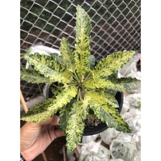 dorstenia horwoodii hybrid ฮอร์วูดดิไอ กระถางเล็ก 2 นิ้ว