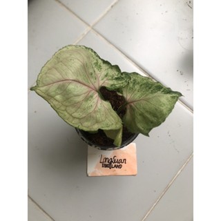 syngonium strawberry ice
