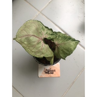 syngonium strawberry ice