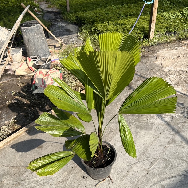 ต้นปาล์มจีบ (Licuala grandis) กระถาง 11 นิ้ว สูงจากปากกระถาง 70-90 ซม. เพาะขายสร้างรายได้ง่าย คุ้มสุดด