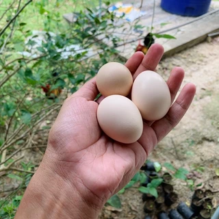 ไข่เชื้อไก่ป่า ไก่หูขาว สำหรับนำไปฟัก ไข่มีเชื้อ ใบละ20บาท (สั่ง 5ใบ แถมฟรี 1ใบ)