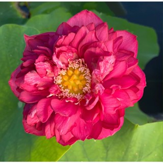 5 เมล็ดพันธุ์บัว บัวนอก สายพันธุ์ Red Flag สีชมพู แดง บัวจักรพรรดิ์