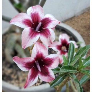 5 เมล็ดพันธุ์ ชวนชม ลูกผสมไฮบริด สายพันธุ์ Purple Exotic สีม่วง กุหลาบทะเลทราย Adenium seed