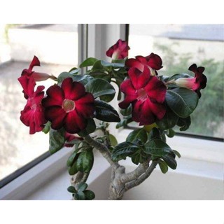 5 เมล็ดพันธุ์ ชวนชม ลูกผสมไฮบริด สายพันธุ์ Red &amp; Black สีแดง กุหลาบทะเลทราย Adenium seed