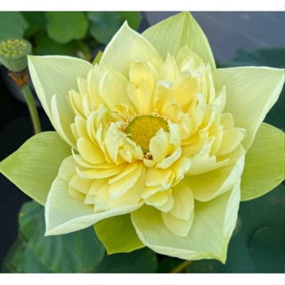 3 เมล็ดพันธุ์ บัว บัวสวยงาม บัวอ่าง บัวบึง สายพันธุ์ Bright Yellow สีเหลือง