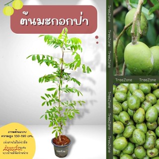 ต้นมะกอกป่า มะกอกตำส้มตำ สูง150-180 cm. (เกรดพรีเมียม ประกันพันธุ์แท้100%)