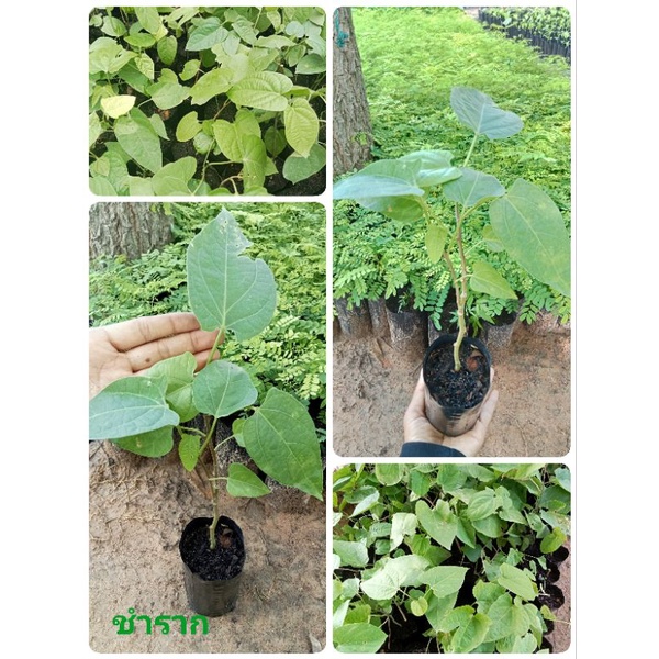 ต้นผักสาบหรือผักอีนูน(ชุด 4 ถุง 99 ฿.) ถุงดำพร้อมปลูก รากเดินทุกต้น