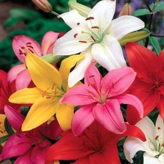 20 เมล็ดพันธุ์ ต้นดอกลิลลี ดอกลิลลี่ Lily . Lilies (Lilium spp.) เป็นดอกไม้ ที่แทนสัญลักษณ์แห่งความรัก