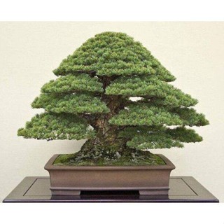 25 เมล็ดพันธุ์ เมล็ด สนดำญี่ปุ่น สนญี่ปุ่น บอนไซ JAPANESE BLACK PINE