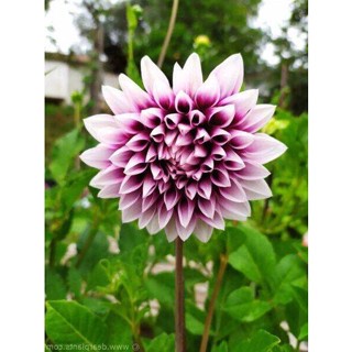 35 เมล็ด เมล็ดพันธุ์ Mystery Dahlia สายพันธุ์ยุโรป ดอกรักเร่  ดอกใหญ่  Dahlia