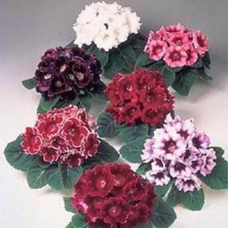 25 เมล็ดพันธุ์ เมล็ด กุหลาบนางฟ้า Gloxinia