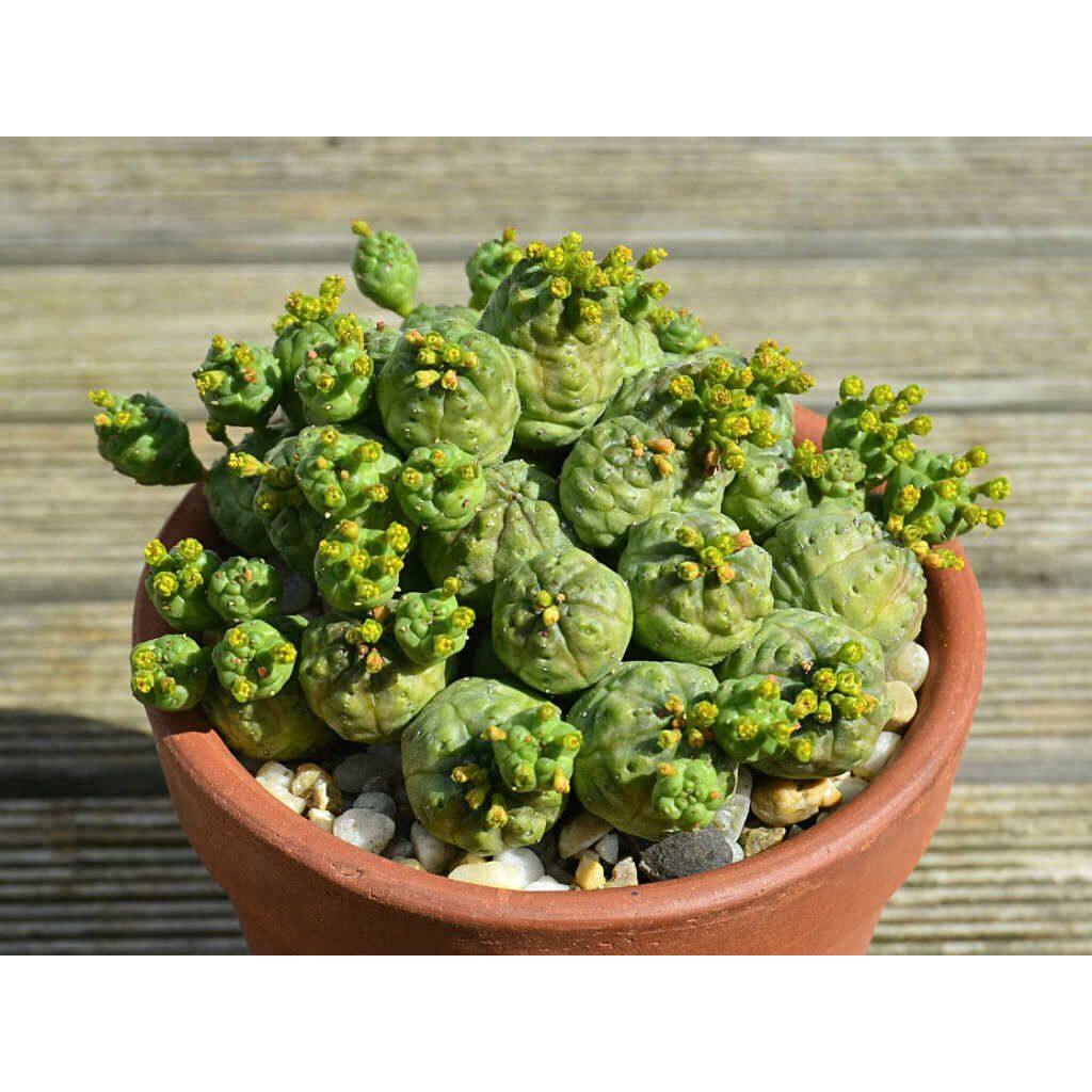 50 เมล็ดพันธุ์ เมล็ด ซักคิวเลนต์ หรือ ไม้อวบน้ำ กระบองเพชร ยูโฟเบีย ซูโด โกลโบซ่า (Euphorbia pseudo globosa)