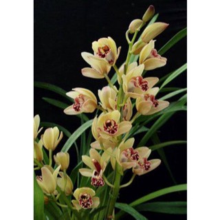 30 เมล็ดพันธุ์ เมล็ดกล้วยไม้ กล้วยไม้ ซิมบิเดียม (Cymbidium Orchids) Orchid flower