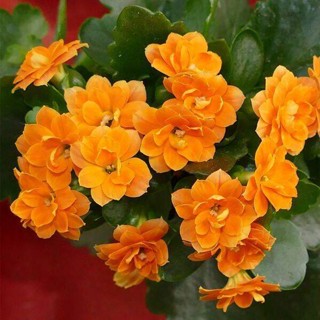 30 เมล็ดพันธุ์ เมล็ด กุหลาบหินดอกซ้อน ไม้อวบน้ำ กุหลาบหิน Kalanchoe blossfeldiana