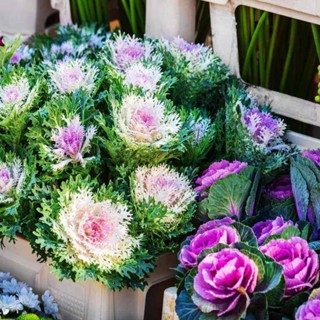 50 เมล็ดพันธุ์ กะหล่ำประดับ (Ornamental Cabbage) Cabbage flower